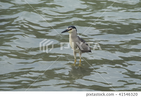 Night heron on the lake Night heron on the lake 41546320