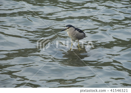 Night heron on the lake Night heron on the lake 41546321
