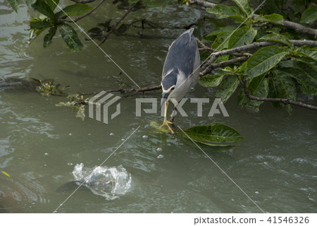 Night heron on the lake 41546326
