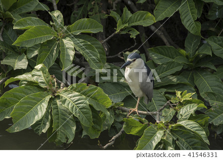 Night heron on the lake 41546331