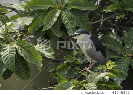 Night heron on the lake Night heron on the lake 41546332