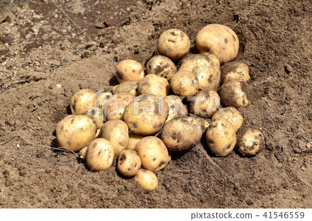 Harvesting of potato (Kitaka kari) Harvesting of potato (Kitaka kari) 41546559