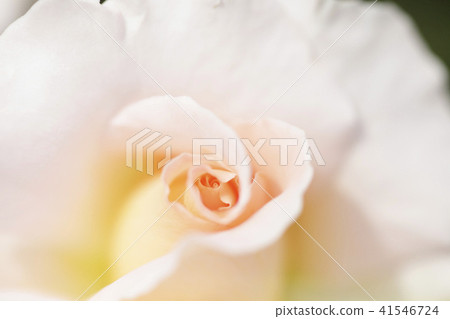 Rose spring corsage Rose spring corsage 41546724