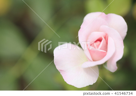 Rose flower Bonburi Rose flower Bonburi 41546734