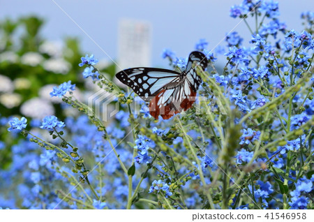 Asagi madara 41546958