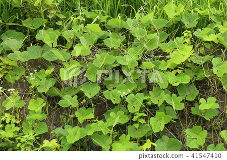 Kuzu是一種可以作為藥物食用的葡萄 41547410