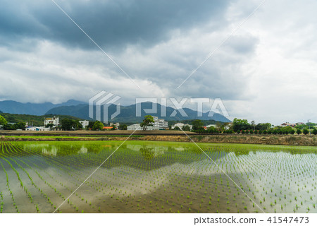 花東縱谷田園風光 41547473