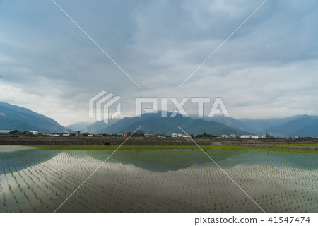 花東縱谷田園風光 41547474