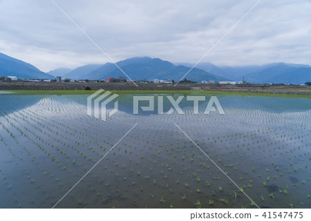 花東縱谷田園風光 41547475