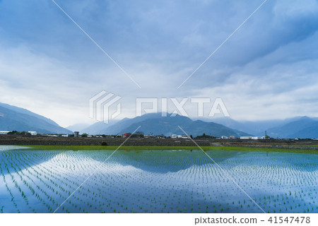 花東縱谷田園風光 41547478