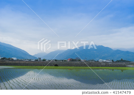 花東縱谷田園風光 41547479