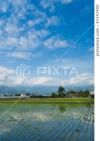 花東縱谷田園風光 41547480