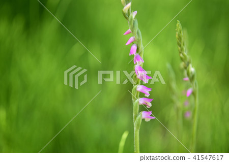 螺絲香蕉 螺絲香蕉 41547617