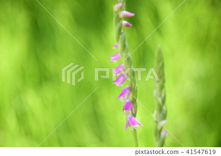 螺絲香蕉 螺絲香蕉 41547619