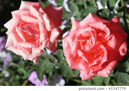 Roses in my garden 41547770
