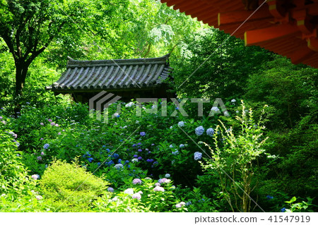 繡球花·Iwafuneji鐘樓 41547919