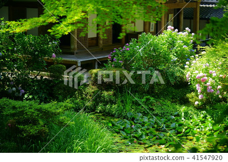 繡球花·Iwafuneji 2 繡球花·Iwafuneji 2 41547920