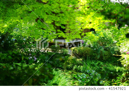 Hydrangea · Iwawaseji 3 41547921