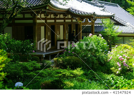 繡球花·Iwafuneji大廳2 41547924