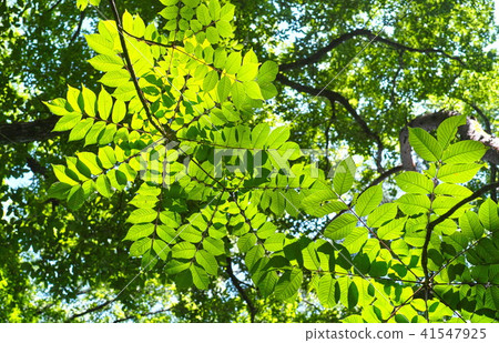 夏季圖像雜項森林 夏季圖像雜項森林 41547925