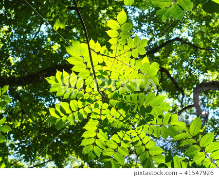 Summer image miscellaneous forest 41547926