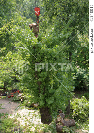 Crane hook and tree 41548013