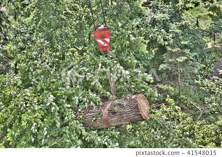 Crane hook and tree 41548015