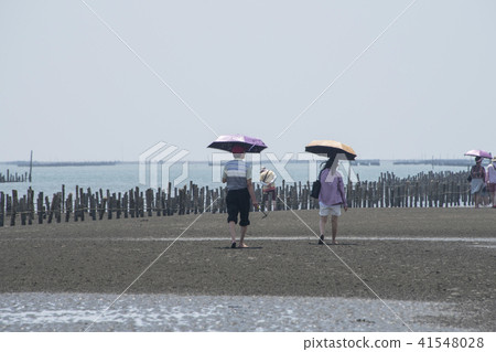 嘉義外傘頂洲蚵架遊客挖文蛤 41548028