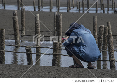 嘉義外傘頂洲蚵架遊客挖文蛤 嘉義外傘頂洲蚵架遊客挖文蛤 41548038