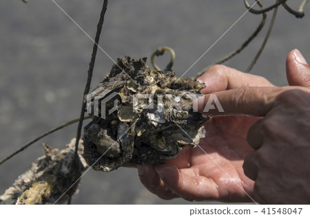 嘉義外傘頂洲蚵架遊客挖文蛤 41548047