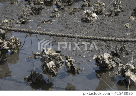 嘉義外傘頂洲蚵架遊客挖文蛤 41548050