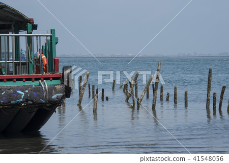 嘉義外傘頂洲蚵架遊客挖文蛤 41548056