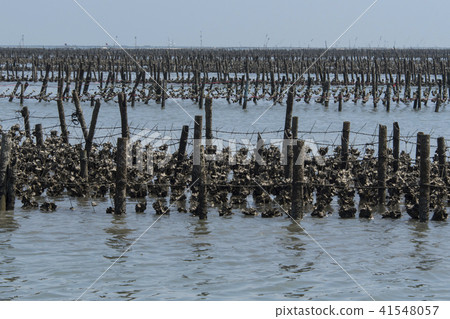 嘉義外傘頂洲蚵架遊客挖文蛤 41548057