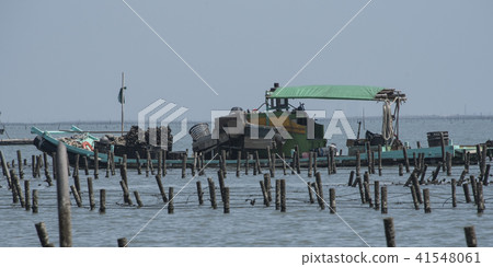 嘉義外傘頂洲蚵架遊客挖文蛤 嘉義外傘頂洲蚵架遊客挖文蛤 41548061