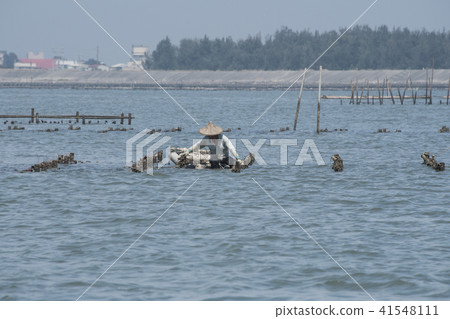 養殖採蚵漁人 41548111