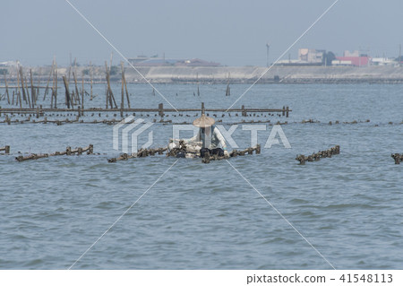 養殖採蚵漁人 養殖採蚵漁人 41548113