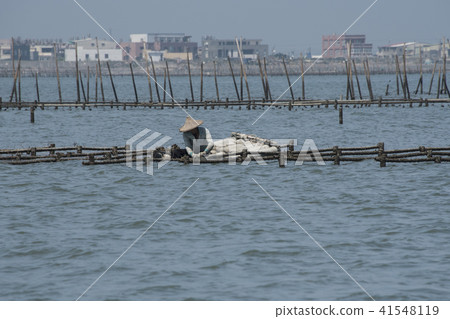 養殖採蚵漁人 41548119