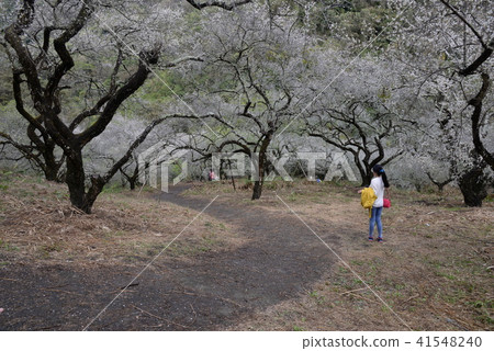 柳家梅園 41548240