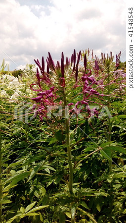 奶油紫花叫松鼠花 41548548