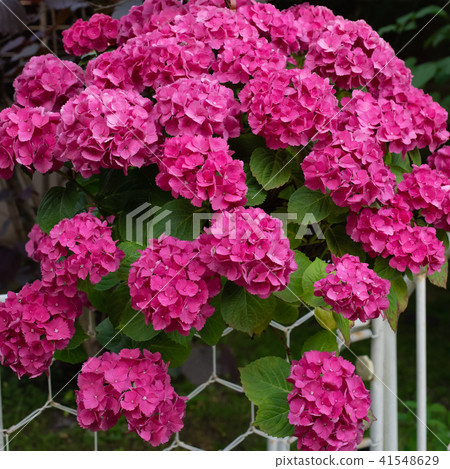 Purple hydrangea in a vintage pot, isolated 41548629