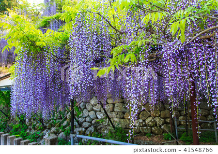 Fuji of Fujiyama Shrine [Sasebo City, Nagasaki - Stock Photo