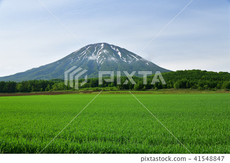 From Mt. Kutchan Town in Hokkaido Mt. Yotei (Ezo Fuji) in the morning and the landscape of the early summer June barley field was taken 41548847