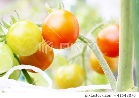 Petit tomatoes  41548876