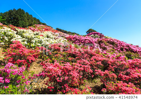 Nagakushiyama Azalea Festival [Kagamachi Town, Sasebo City, Nagasaki Prefecture] 41548974