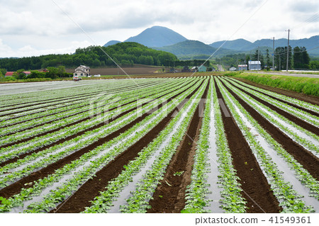 Shoot landscape of the radish field in early summer of Makkari village in Hokkaido 41549361