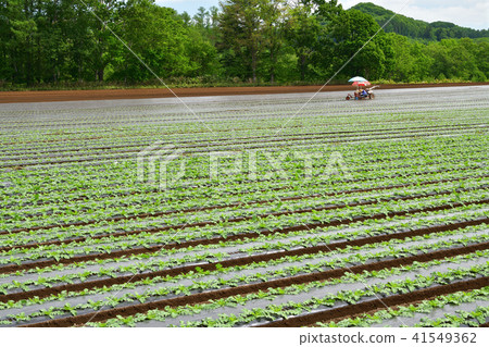 Shoot landscape of the radish field in early summer of Makkari village in Hokkaido 41549362