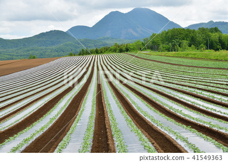 Shoot landscape of the early summer radish field of Hokkaido Makuraku village which wants to see Mt. 41549363