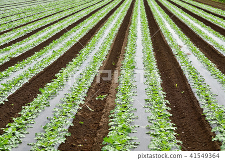 Shoot landscape of the radish field in early summer of Makkari village in Hokkaido 41549364