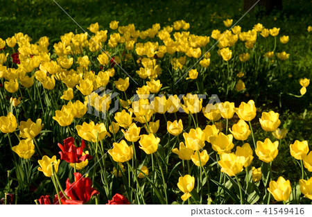 Blossoming tulips background. 41549416