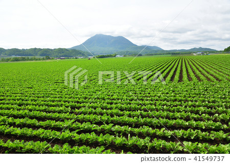 Shooting the landscape of the early summer beat field of Hokkaido Makuraku village wishing for Mt. 41549737
